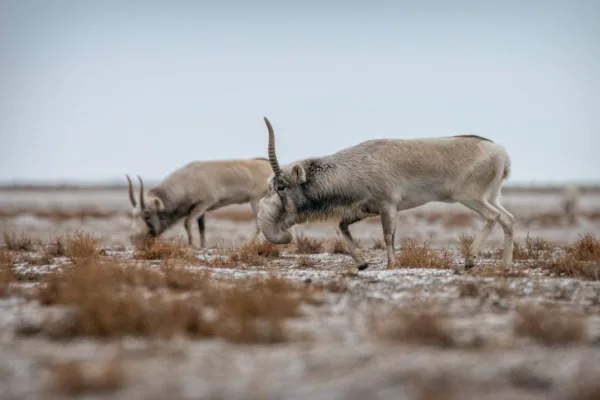 Джут, морозы и поиск корма: почему сайгаки подходят к населённым пунктам