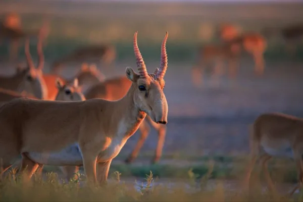 Экология министрлігі киіктердің жаппай елді-мекендерге кіру себебін түсіндірді