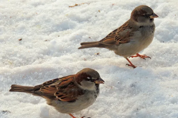 Почему пропадают воробьи — ответили казахстанские эксперты