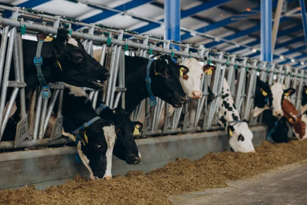 Вице-премьер ірі қара арасында аусыл ауруының таралуына қатысты пікір білдірді