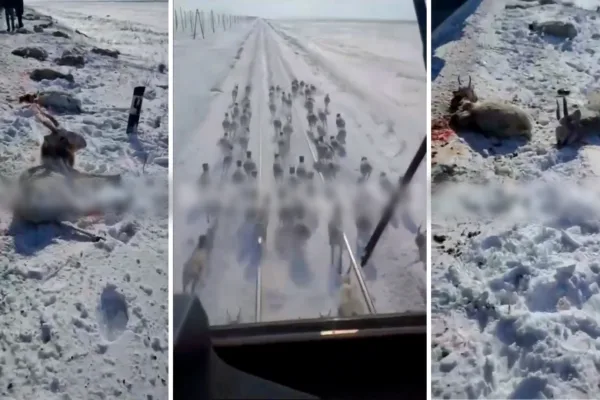 Видео с гибелью сайгаков под поездом архивное — КТЖ