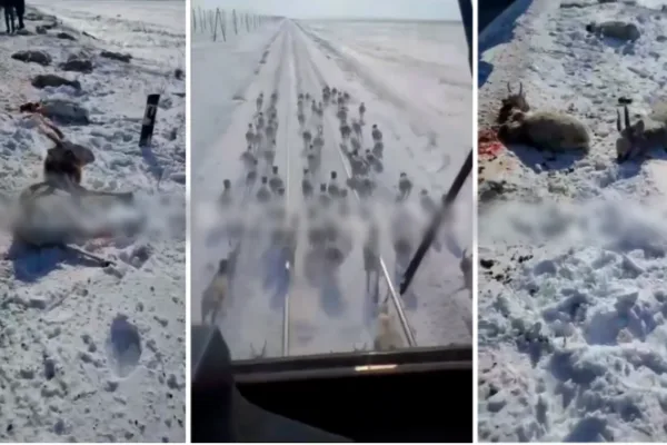 Бір топ киікті пойыз қағып кеткен видеоға ҚТЖ түсінік берді