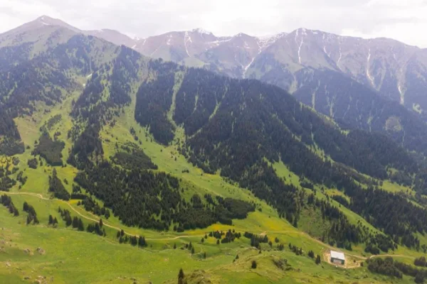 Kazakh Tourism Development Almaty SuperSki жобасы аясында ағаш кесілгені туралы ақпаратты жоққа шығарды